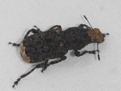 Réf. 192 897 : Platyrhinus resinosus